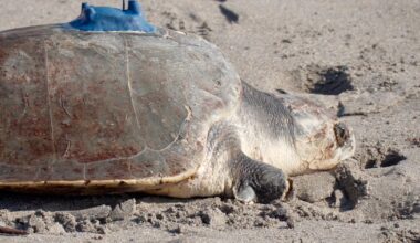Amputee sea turtle being tracked at sea from space