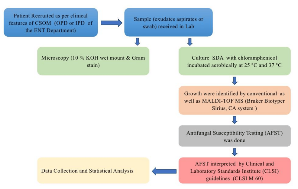 Changing Trends in the Fungal Aetiology of Chronic Suppurative Otitis Media and Antifungal Susceptibility Patterns of Isolated Fungi: A Pilot Study From a Tertiary Care Centre in Central India
