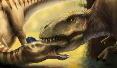 Scientists Found a T. Rex Tooth Embedded in Another Dinosaur's Skull : ScienceAlert