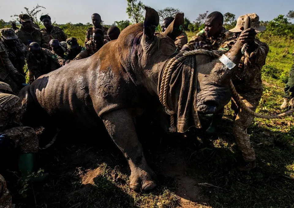 A rhino with is horn tied up with a large rope is surrounded by park rangers.