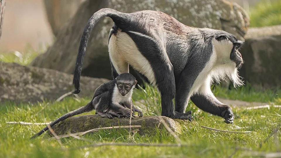 Roloway monkey Masaya walks by her newborn Lagertha who is facing the camera. They are in an enclosure at Chester Zoo on a sunny day.