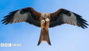 A red kite is pictured soaring through a blue sky from below. It's holding what appears to be a sausage roll in its talons, which is torn into two separate pieces.