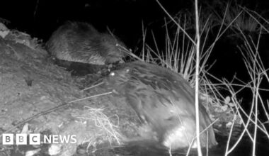 Beaver pair released into wild in Cornwall 'are still together'