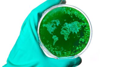 Tuberculosis Survivors Face Elevated Mortality Risk for 14 Years After Treatment