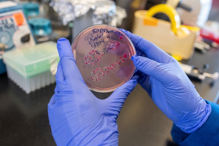 Gloved hands hold a petri dish with pink culture medium and clusters of bacterial colonies in a laboratory setting.