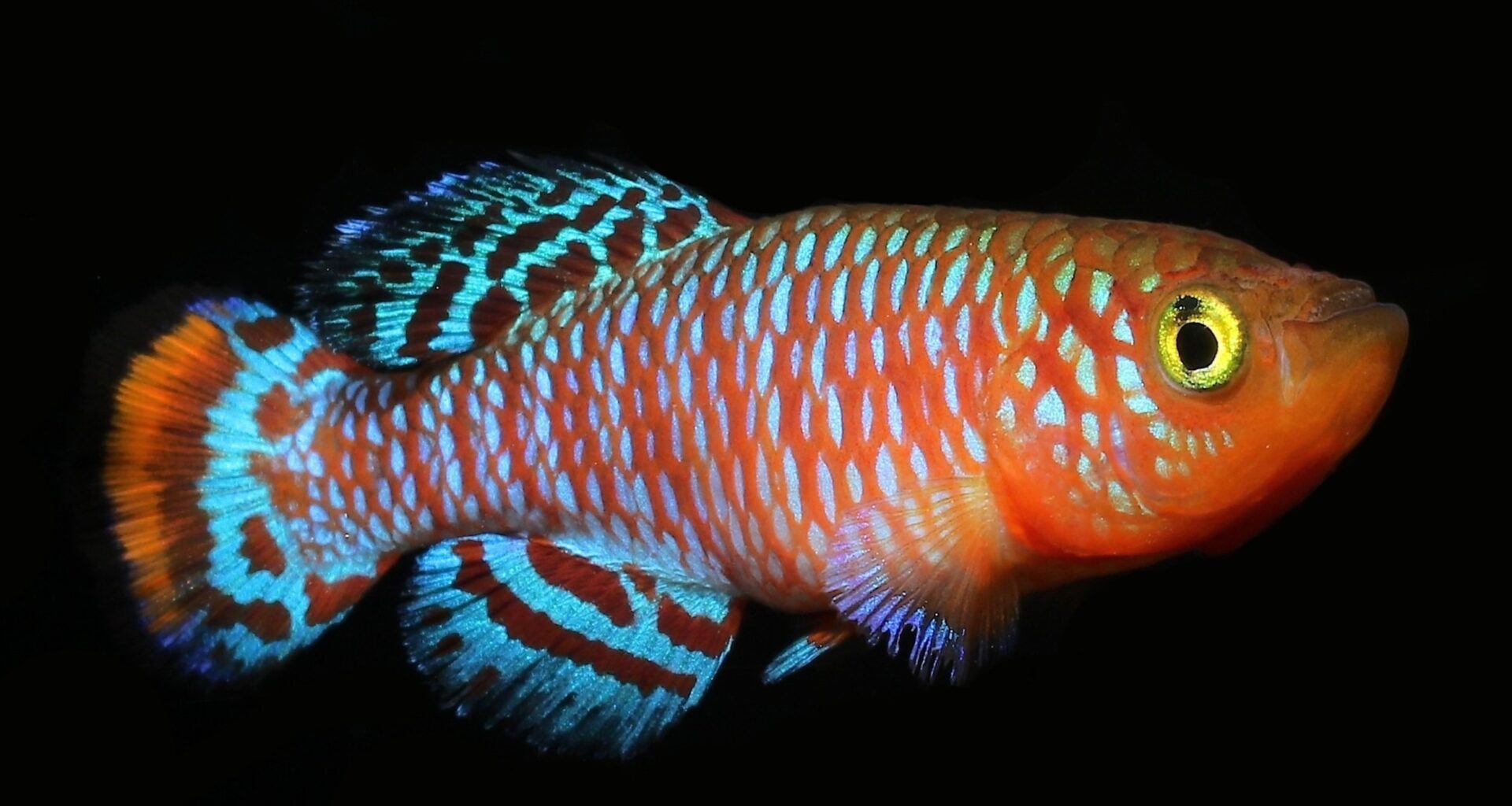 Midlife behavior predicts how long an animal is likely to live