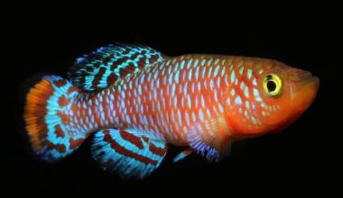 Midlife behavior predicts how long an animal is likely to live