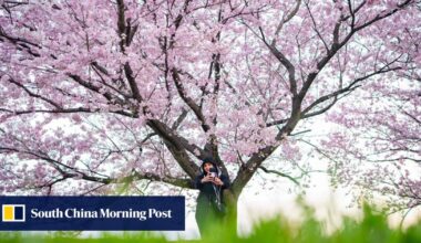 Japan’s cherry blossom parties could wilt as inflation strains wallets