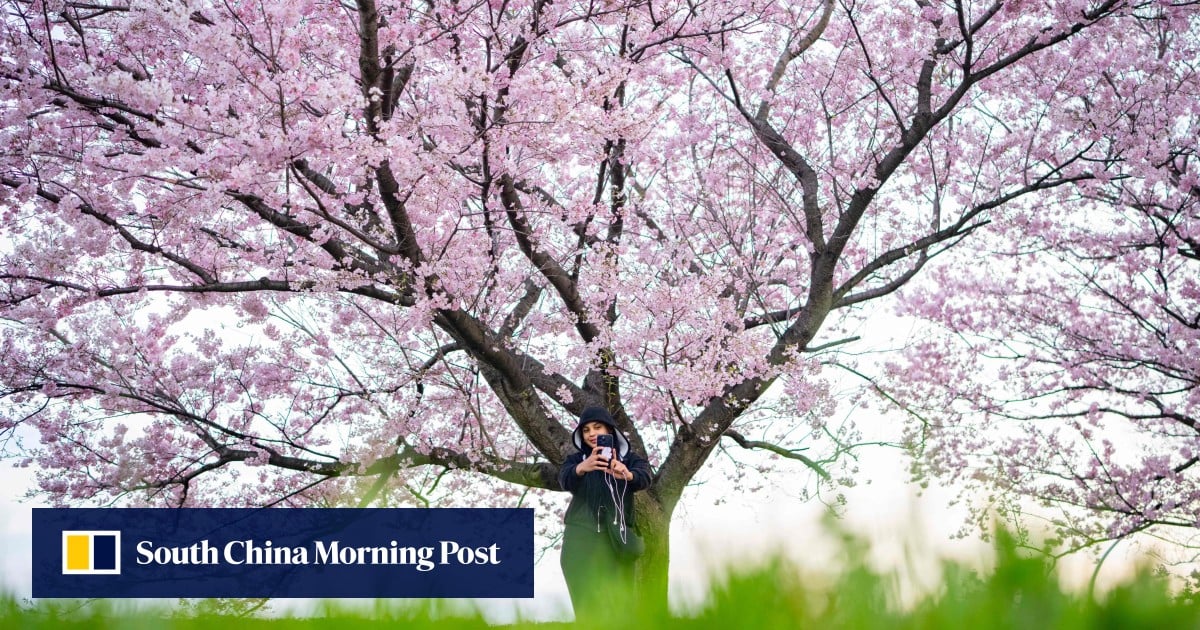 Japan’s cherry blossom parties could wilt as inflation strains wallets