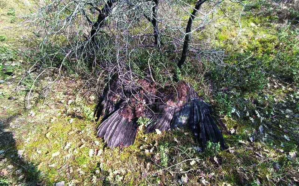 Dead vultures signal major wildlife poisoning