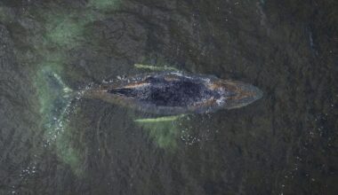 Schwimmt der Buckelwal vor Wismar weiter, bevor der Pegel sinken? - STERN.de