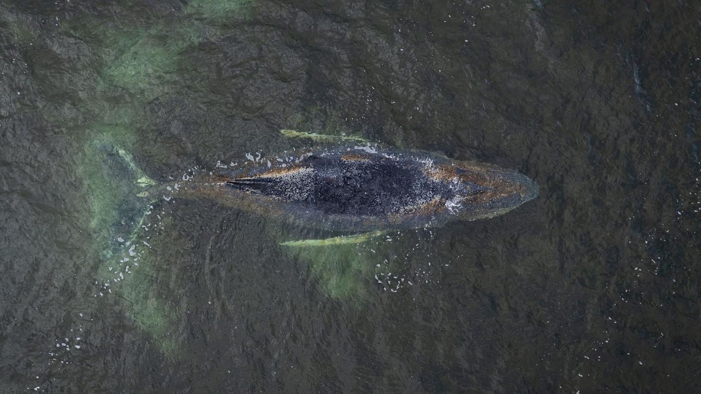 Schwimmt der Buckelwal vor Wismar weiter, bevor der Pegel sinken? - STERN.de