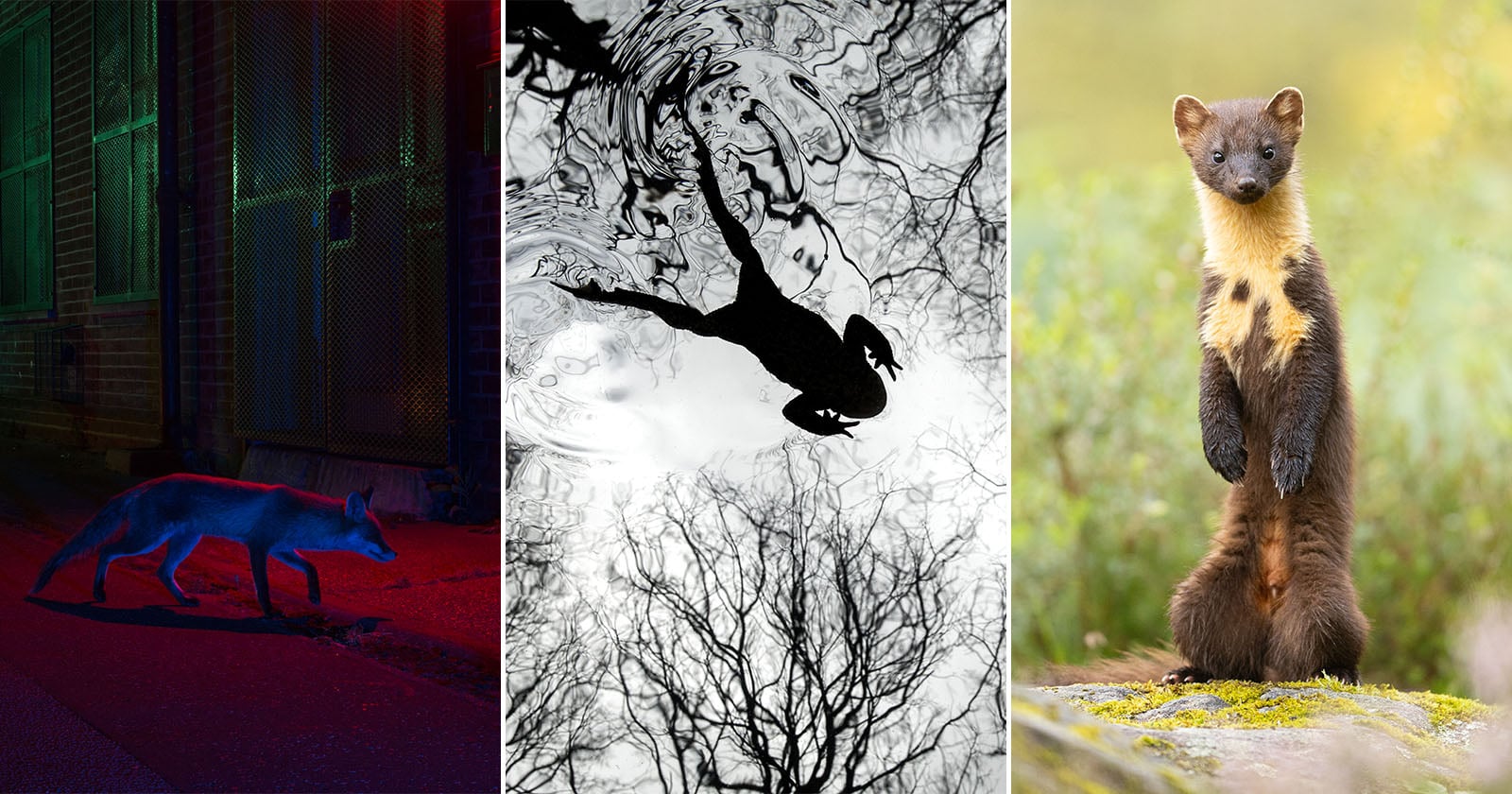 A triptych: left, a fox walks at night near a chain-link fence in colored light; center, a silhouette of a person swimming reflected in rippled water with tree branches; right, a pine marten stands upright on a mossy rock in daylight.