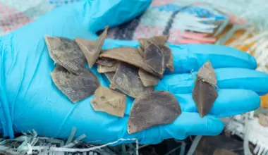 Singapore seizes huge cargo of pangolin scales