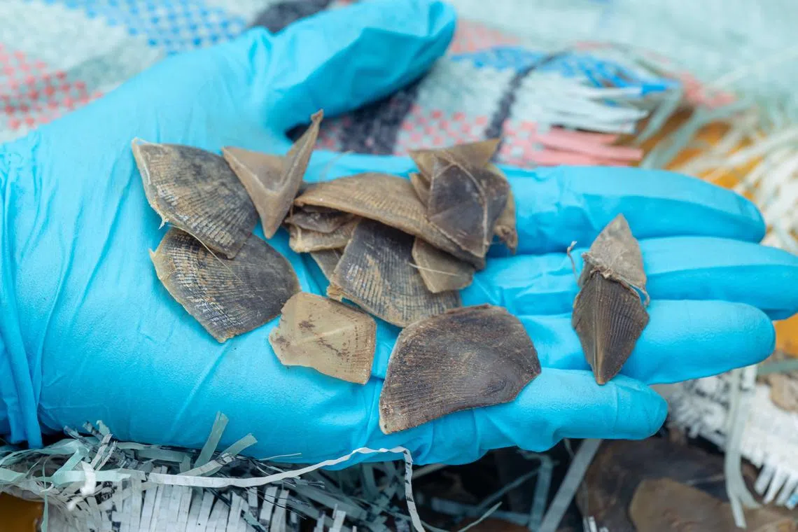 Singapore seizes huge cargo of pangolin scales