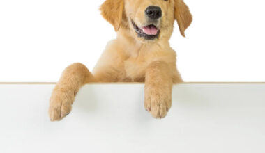 Yahoo lifestyle home