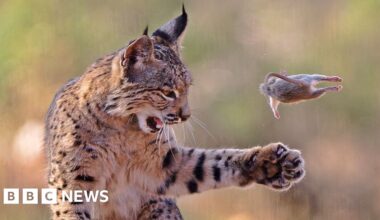Playful lynx wins wildlife photographer peoples choice prize 2026 - BBC