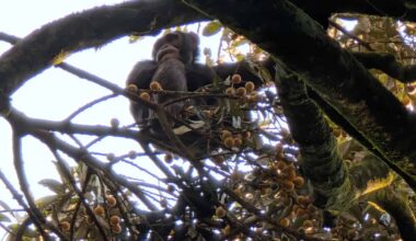 Wild chimpanzees in Uganda are drinking the equivalent of a beer a day