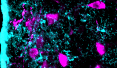 Astrocytes orchestrate oxytocin’s social effects in mice