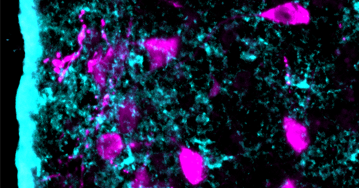 Astrocytes orchestrate oxytocin’s social effects in mice