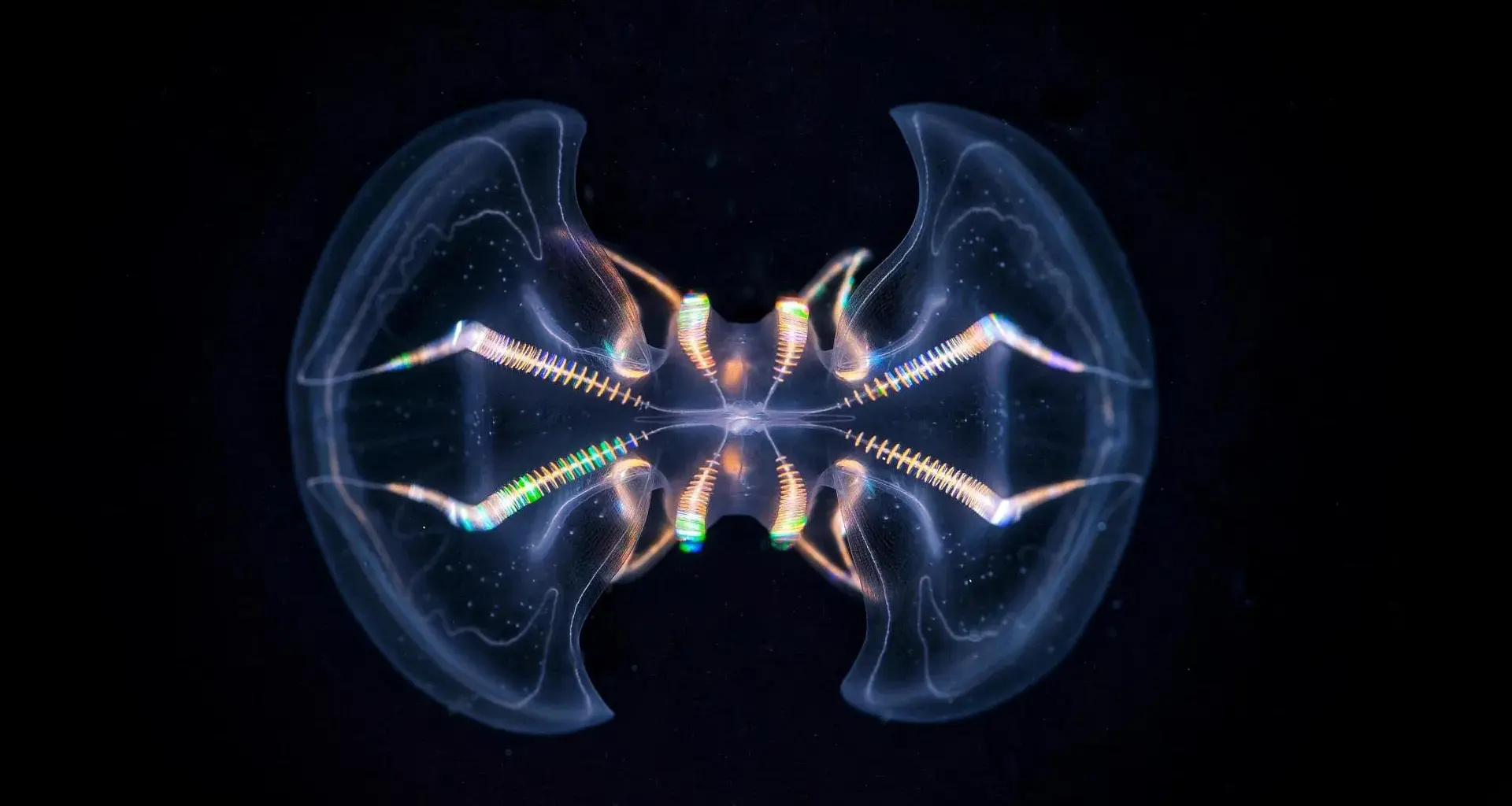 This ancient sea creature may already have had a brain