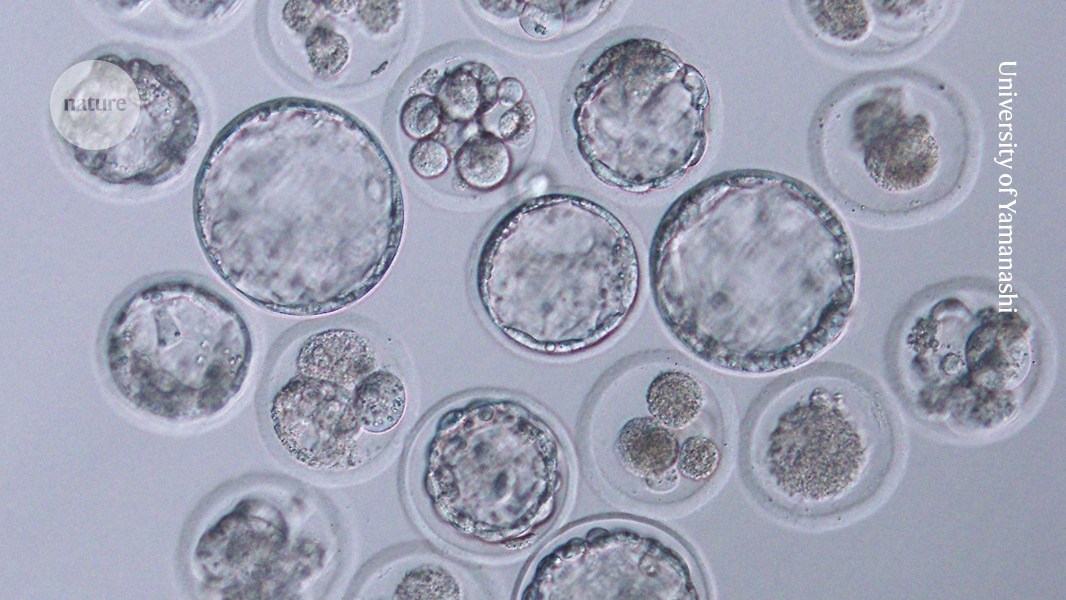 Can a mouse be cloned indefinitely? Decades-long experiment has answers