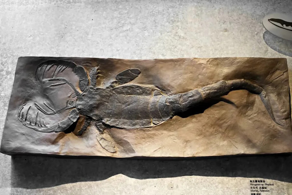 Fossil of prehistoric sea scorpion
