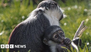 Chester Zoo monkey can hold its baby thanks to pioneering op - BBC