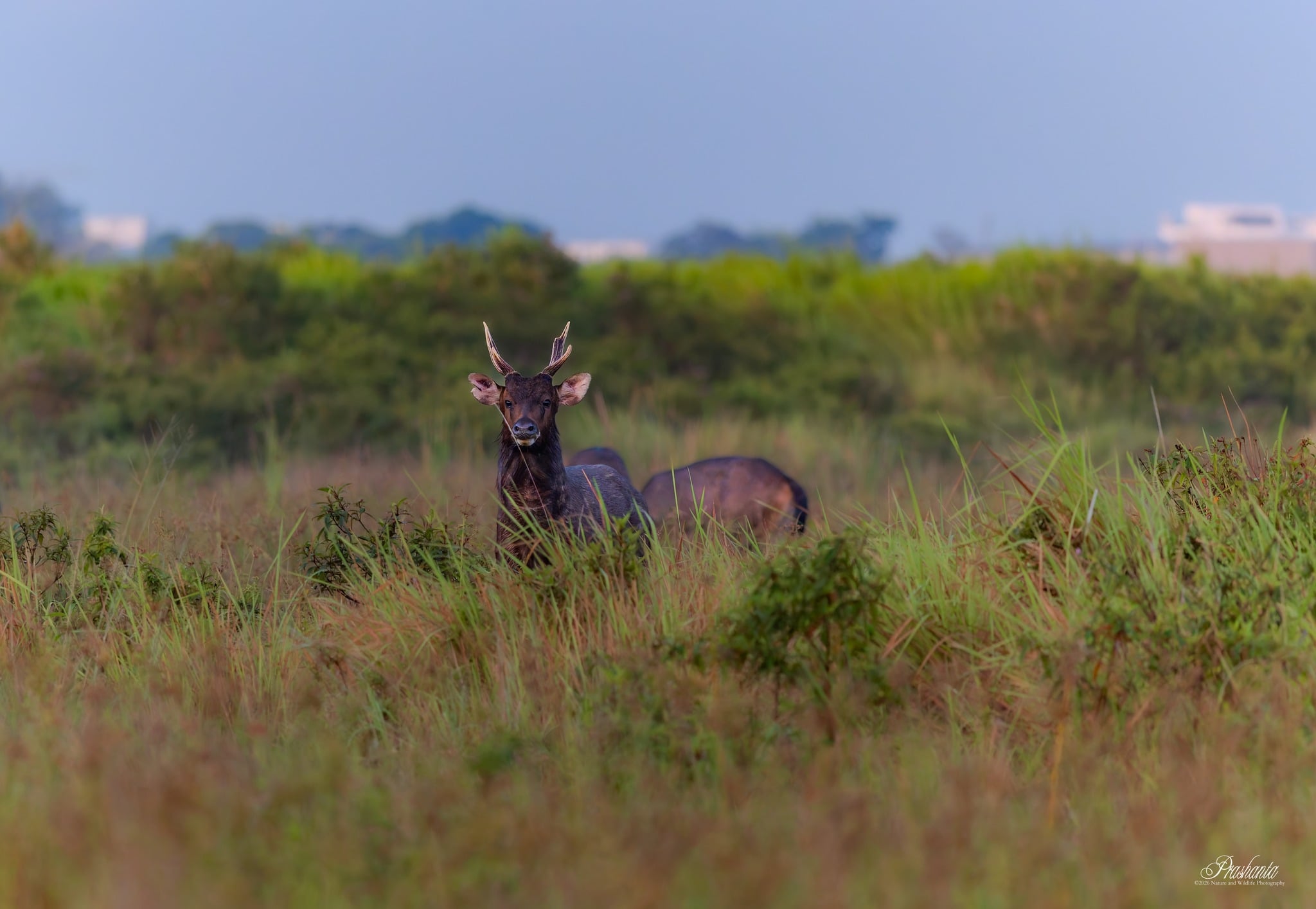 sambar deer morning