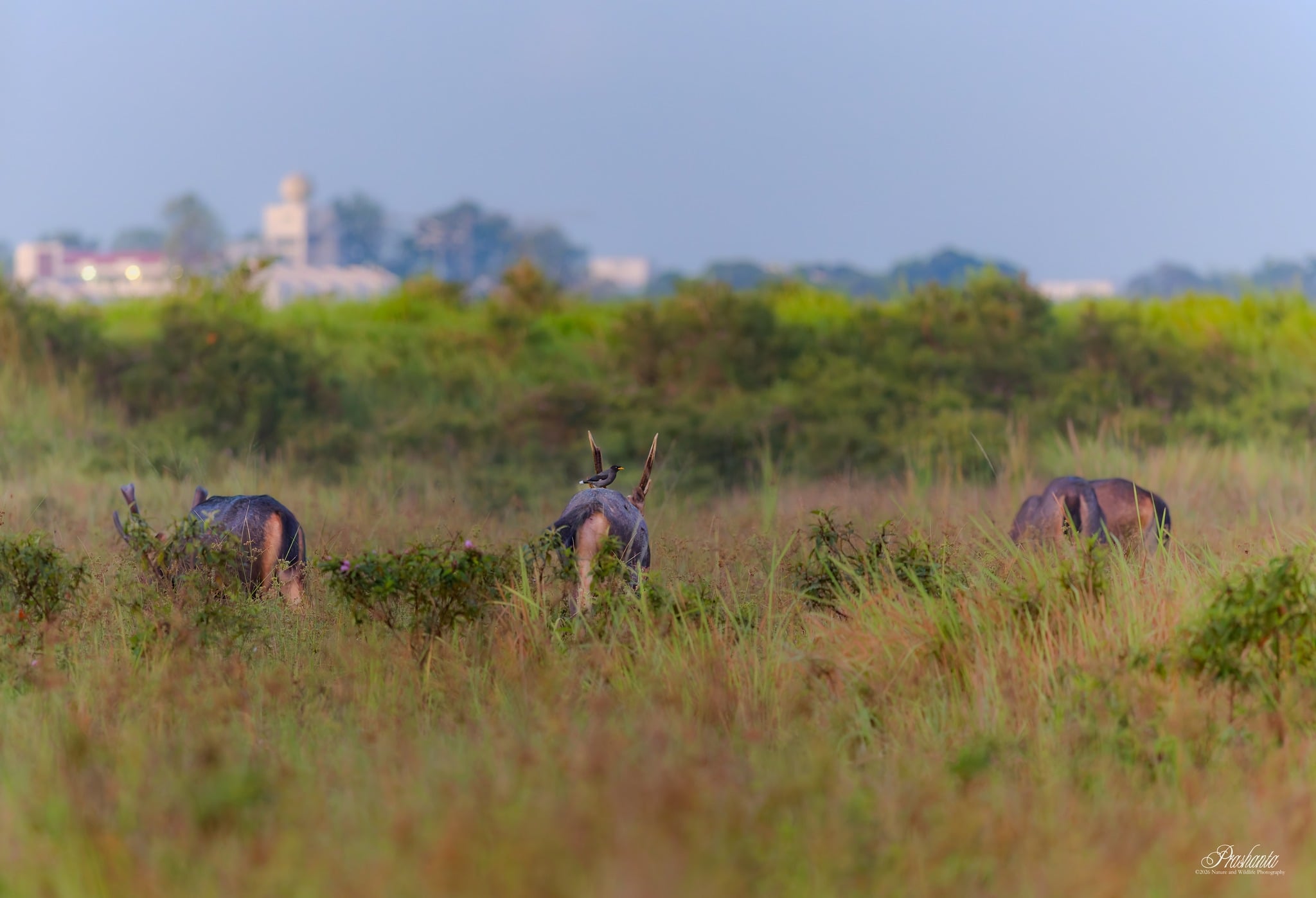 sambar deer morning
