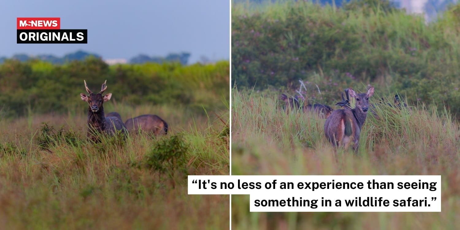 S'pore photographer delighted by morning sambar deer sighting