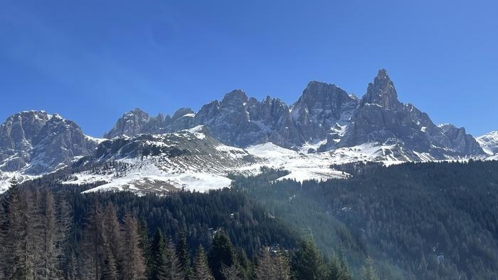 A mountain range above lots of spruce trees