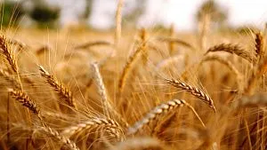 Russia applies gene editing to increase wheat productivity