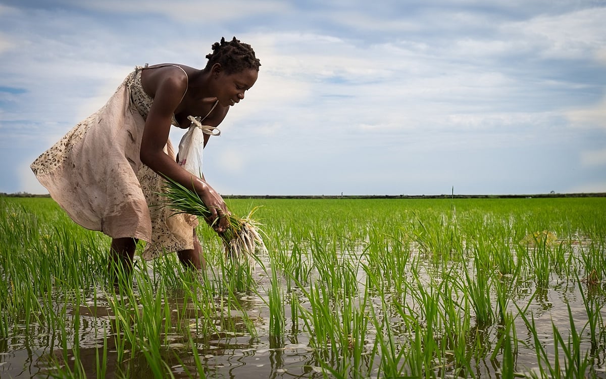 Gender Gap in Agribusiness Threatens Africa's Climate Goals, Report Warns