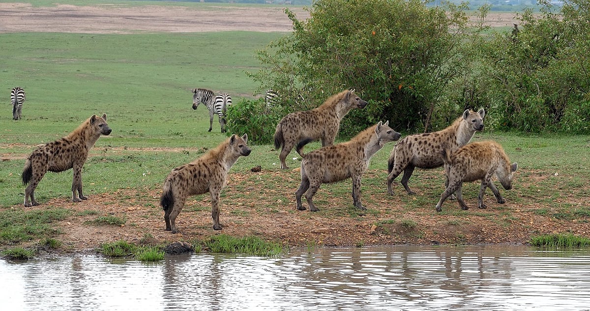 How Spotted Hyenas Are Saving Mekelle: Ethiopia's Unlikely Eco-Warriors