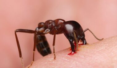 A high-magnification macro photograph captures the aggressive behavior of a Driver Ant (Dorylus nigricans), also known as a Siafu ant, as it firmly clamps its powerful mandibles onto human skin. The intensity of the bite is evident as bright red blood wells up at the puncture site. This image vividly illustrates the formidable defensive and predatory nature of African army ants, highlighting their strength and the pain they can inflict. It is an ideal visual for entomology, wilderness survival, and biological studies focusing on insect-human interactions.