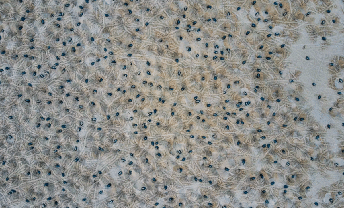 Drone Technology Uncovers A Hidden World Of Over 40,000 Creatures Nesting In The Amazon