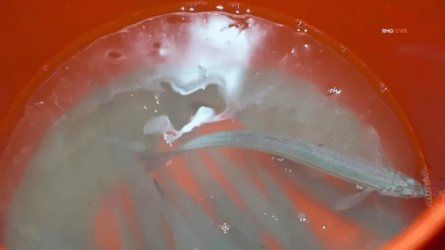 People catch grunion fish by hand at night during spawning run at Cabrillo Beach in San Pedro