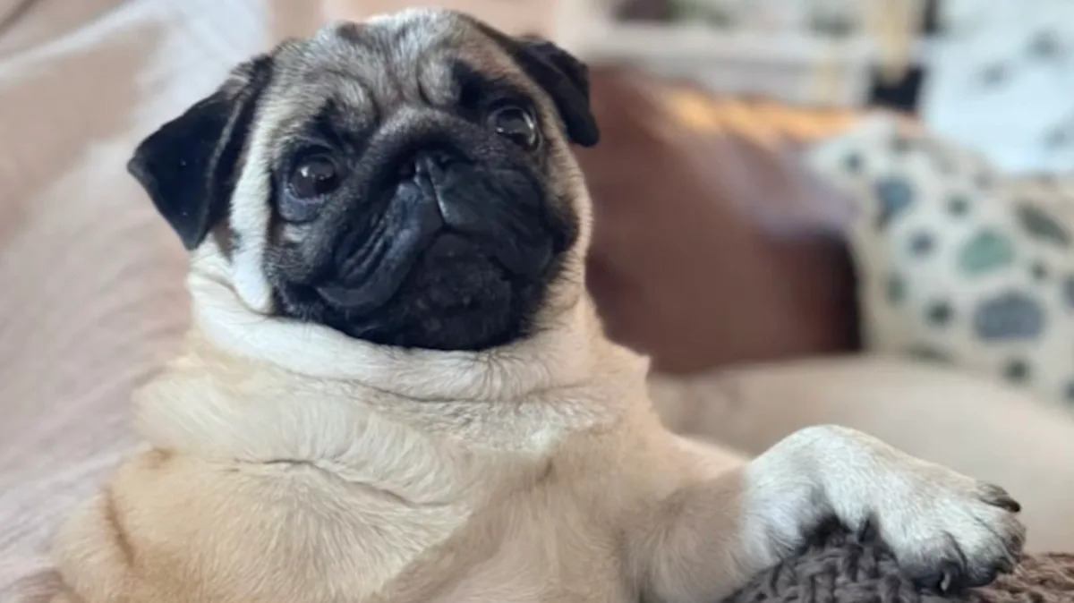 Yahoo lifestyle home