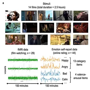 Map-like representations of emotion knowledge in hippocampal-prefrontal systems. Credit: Nature Communications