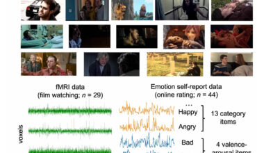 How the human brain charts emotion and organizes feelings
