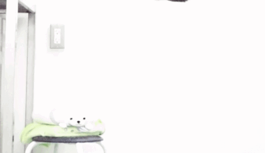 Why Falling Cats Always Seem to Land on Their Feet | The Transmission