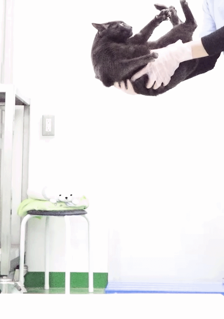 Why Falling Cats Always Seem to Land on Their Feet | The Transmission