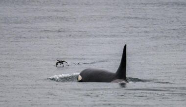 'Mystery' orcas seen in Seattle on Wednesday likely from Alaska