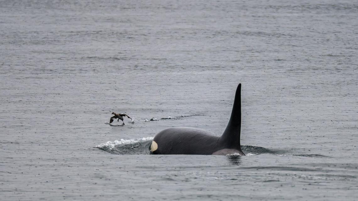 'Mystery' orcas seen in Seattle on Wednesday likely from Alaska