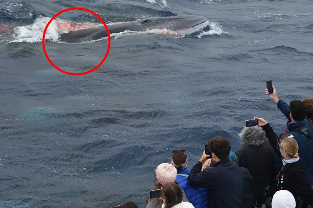 Boat full of tourists witness 'momentous' scene just 6km off Aussie coastline: 'Never seen'