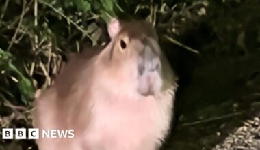 Hampshire zoo capybara escape mirrors incident 30 years ago - BBC