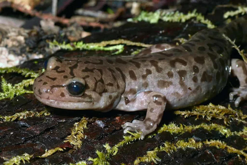 A Coastal Giant Salamander (Dicamptodon tenebrosus) sitting on a mossy log.