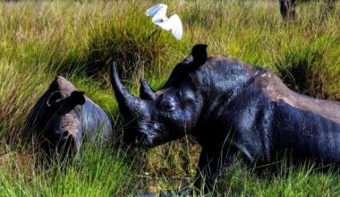 Forty years after the last one was poached, rhinos are back in the wild in Uganda