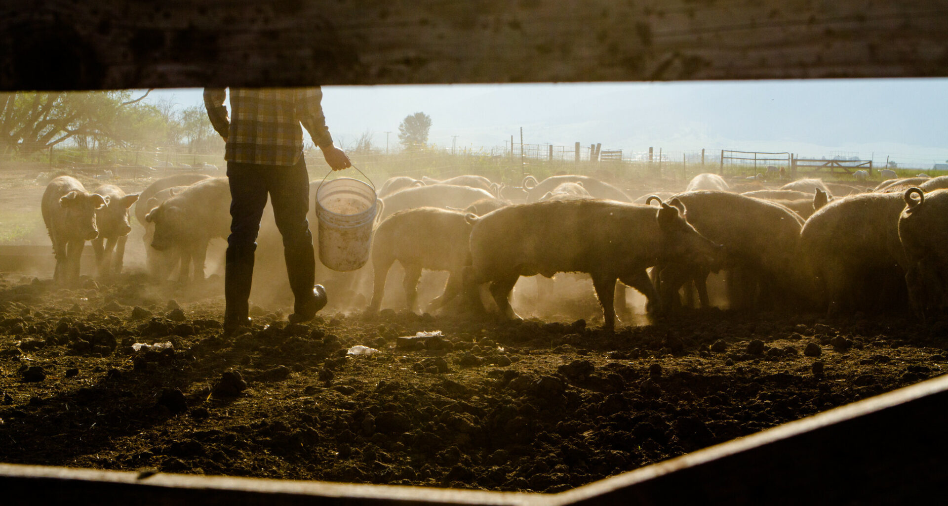 Leman: Occupational exposure among swine workers